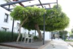 Glicinia gigante de porte arbóreo del los jardines del Hotel La Marquesa
